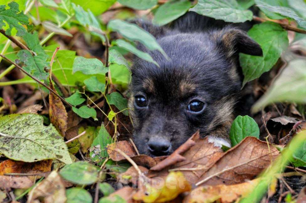Собаки в Воронеже: Щенок в добрые руки Девочка, Бесплатно - фото 1