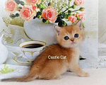 Кошки в Ульяновске: Золотая шиншилла Мальчик, Бесплатно - фото 1