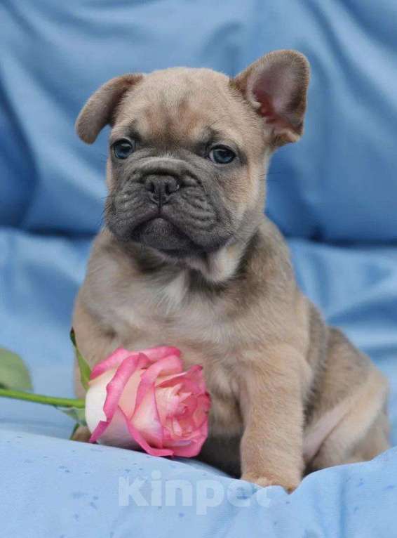 Собаки в других городах Воронежской области: Французский бульдог мальчик  Мальчик, 55 000 руб. - фото 2