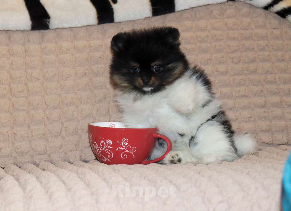 Собаки в Москве: Нарядная красотка Девочка, 75 000 руб. - фото 2