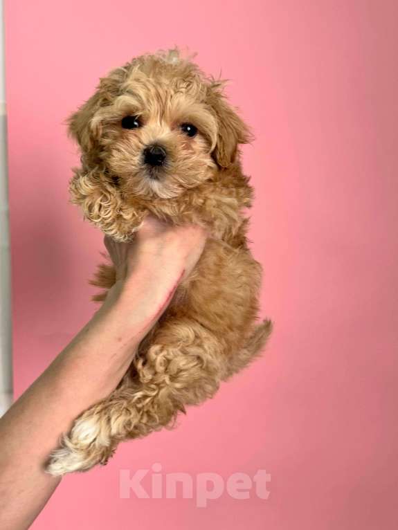 Собаки в Новосибирске: Мальти-пу f1 Девочка, 100 000 руб. - фото 7