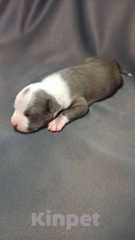 Собаки в Санкт-Петербурге: Кобель3 Мальчик, Бесплатно - фото 8