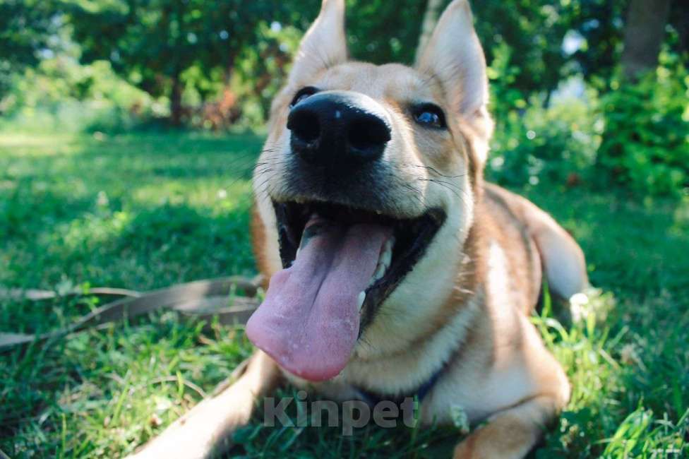 Собаки в Москве: Рыжее солнышко Иванка ищет дом Девочка, Бесплатно - фото 4