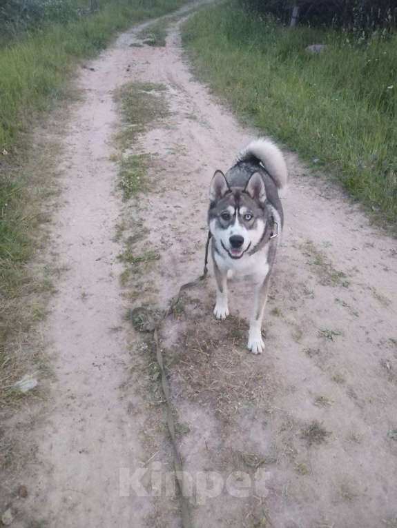 Собаки в других городах Ленинградской области: Рой ищет дом!  Мальчик, Бесплатно - фото 4