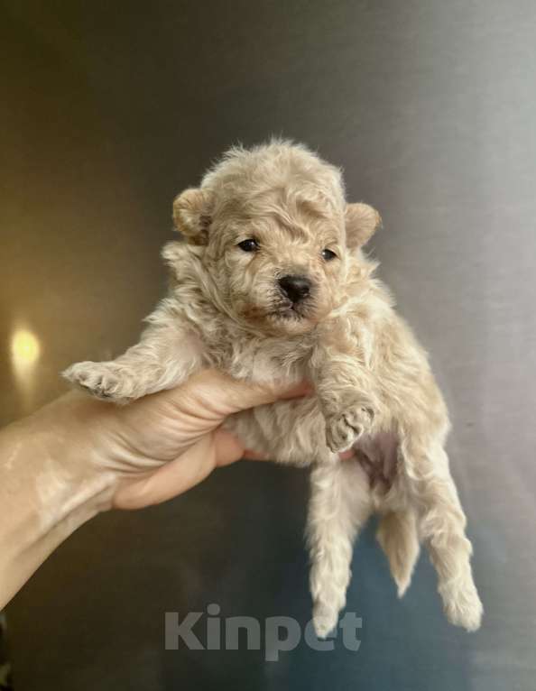 Собаки в Ростове-на-Дону: Мальтипу девочки Девочка, 70 000 руб. - фото 5