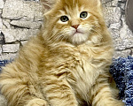 Кошки в Санкт-Петербурге: Мейн Кун котята  Девочка, 45 000 руб. - фото 1