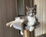 Кошки в Можайске: Афина ищет дом Девочка, Бесплатно - фото 3
