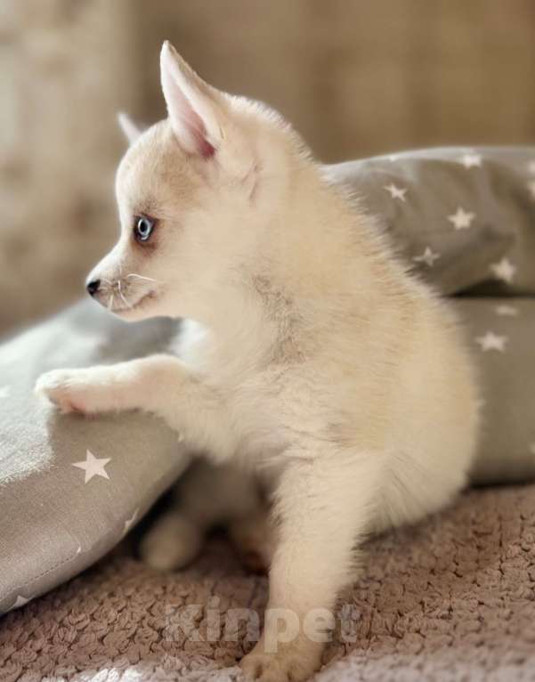 Собаки в Балашихе: Помски F1 кобель мини до 40 см  Мальчик, 65 000 руб. - фото 4