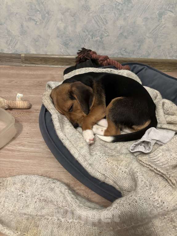 Собаки в Москве: Продам щенка 5 мес  Мальчик, 30 000 руб. - фото 3