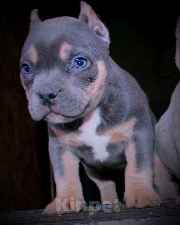 Собаки в других городах Ярославской области: Девочка булли с сёстрами Девочка, 90 000 руб. - фото 2