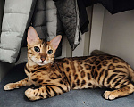 Кошки в Москве: Бенгальская кошка взрослая Девочка, 30 000 руб. - фото 1
