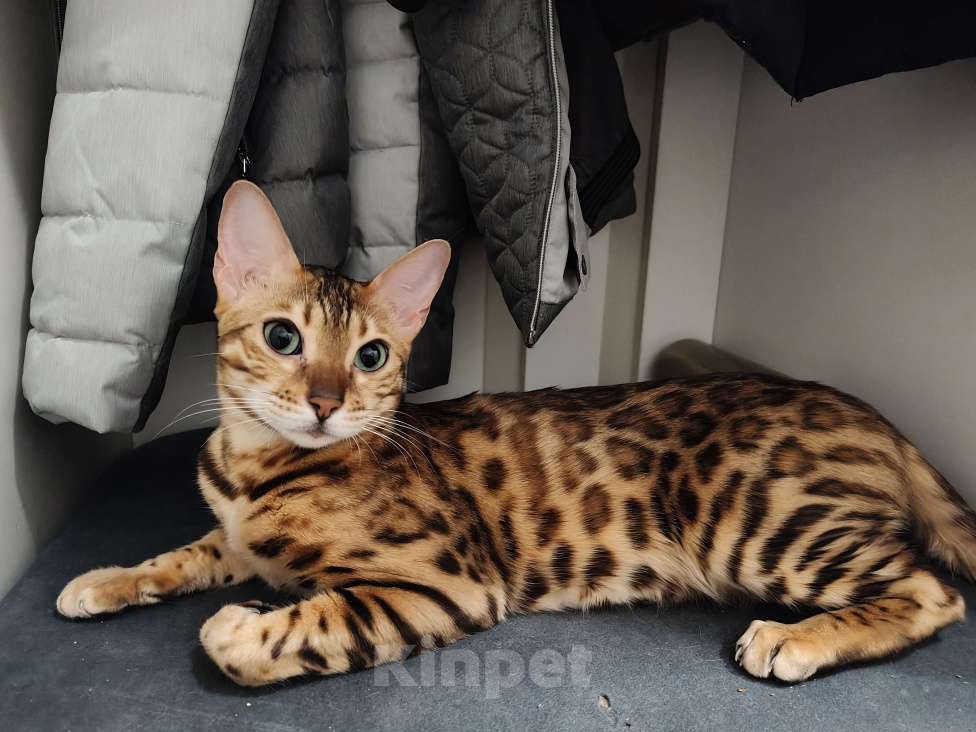 Кошки в Москве: Бенгальская кошка взрослая Девочка, 30 000 руб. - фото 1
