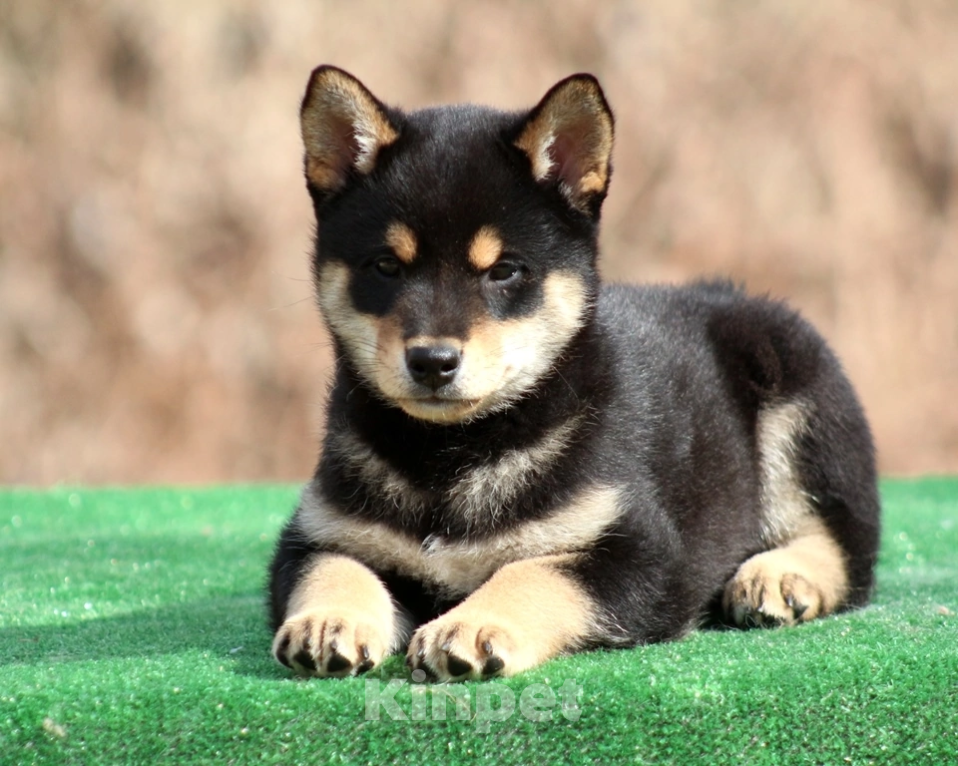 Собаки в Москве: Сиба ину мальчик Мальчик, 45 000 руб. - фото 4