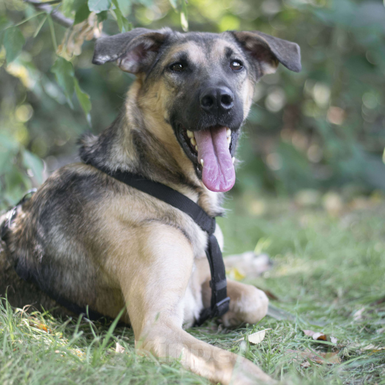Собаки в Москве: Эйс Мальчик, Бесплатно - фото 2