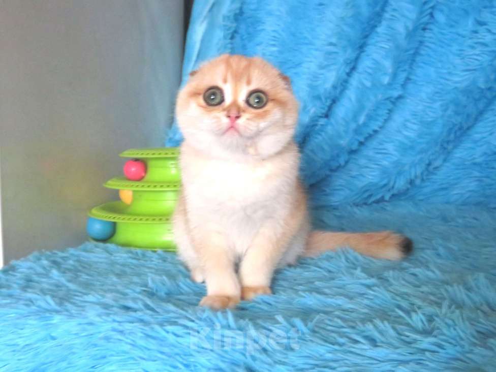 Кошки в Москве: роскошная золотая шиншилла Девочка, Бесплатно - фото 2