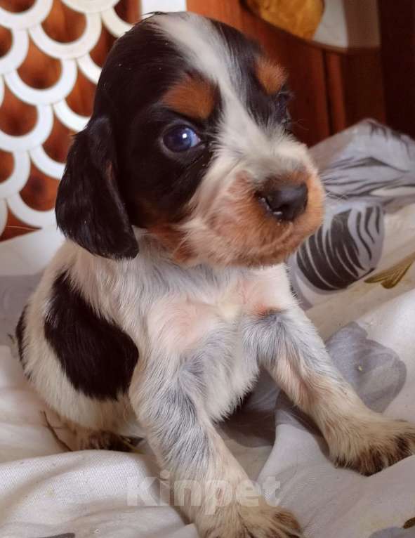 Собаки в Москве: Русский охотничий спаниель Девочка, 45 000 руб. - фото 6