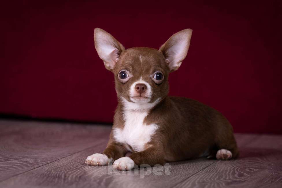 Собаки в Балашихе: Мини мальчик шоколадный чихуахуа  Мальчик, 40 000 руб. - фото 2