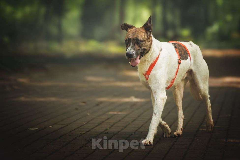 Собаки в Москве: Трогательный Пельмешка в поисках семьи Мальчик, Бесплатно - фото 2