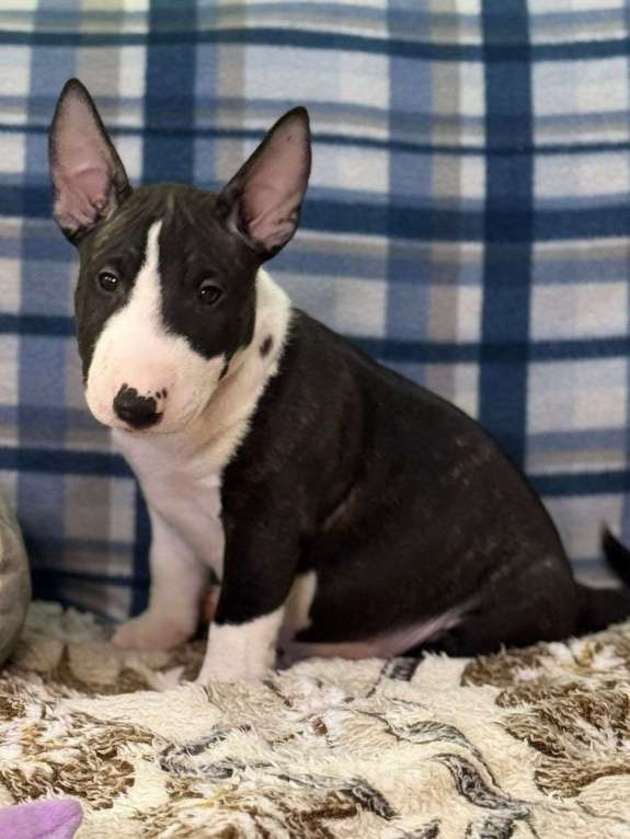 Собаки в Нижнем Новгороде: Великолепные щенки минибультерьера  Девочка, Бесплатно - фото 1