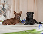 Собаки в Москве: Щенки от чихуахуа и той-терьера в дар, Бесплатно - фото 5