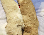 Собаки в Оренбурге: Щенки карликового пуделя Девочка, 35 000 руб. - фото 1