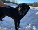 Собаки в Клине: Мгла Девочка, Бесплатно - фото 4