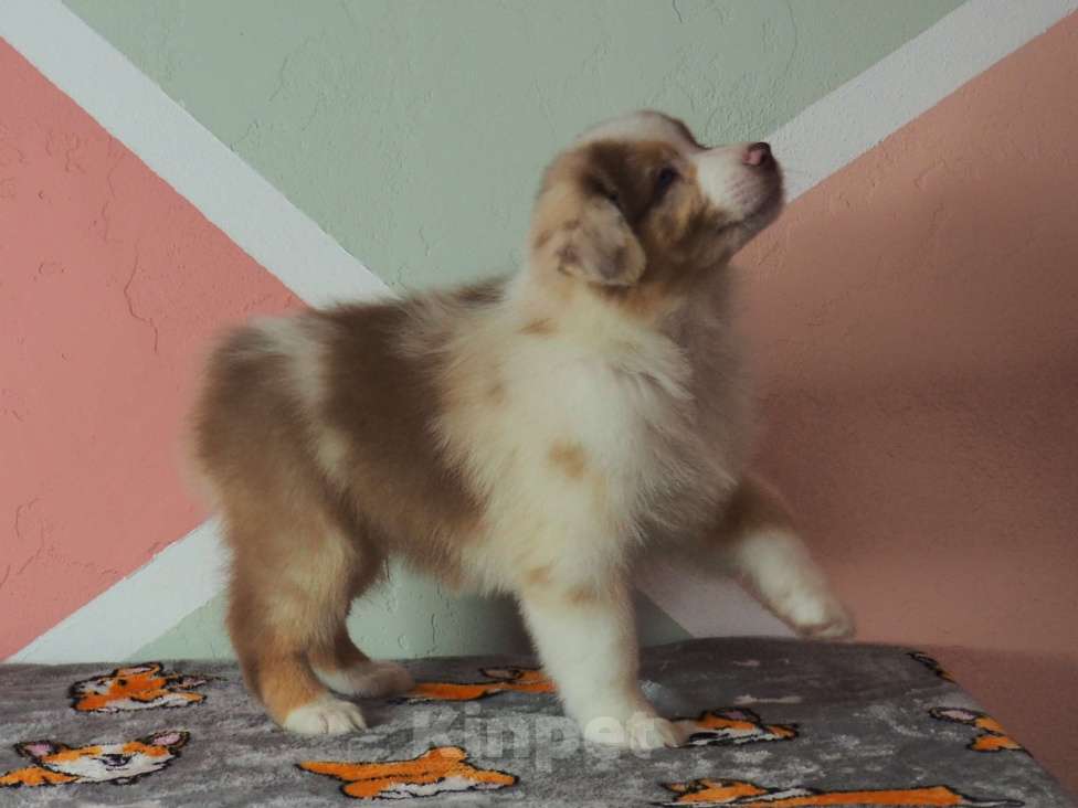 Собаки в Липецке: Австралийская овчарка Мальчик, 50 000 руб. - фото 1