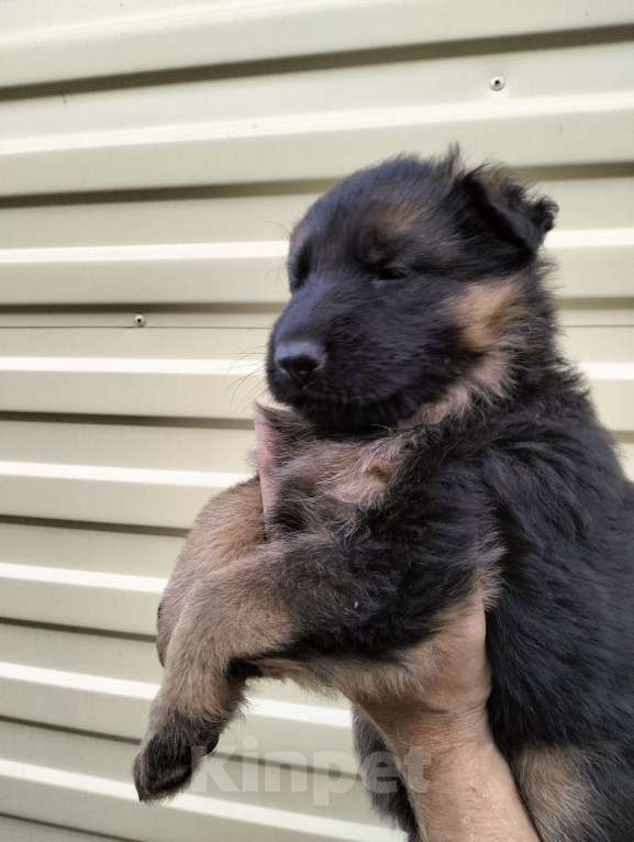 Собаки в других городах Красноярского края: Девочка Айка Девочка, 40 000 руб. - фото 2