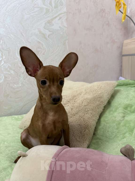 Собаки в Москве: Щенок пражский крысарик Мальчик, Бесплатно - фото 4