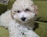 Собаки в Москве: Малыш Мальтипу Мальчик, Бесплатно - фото 1