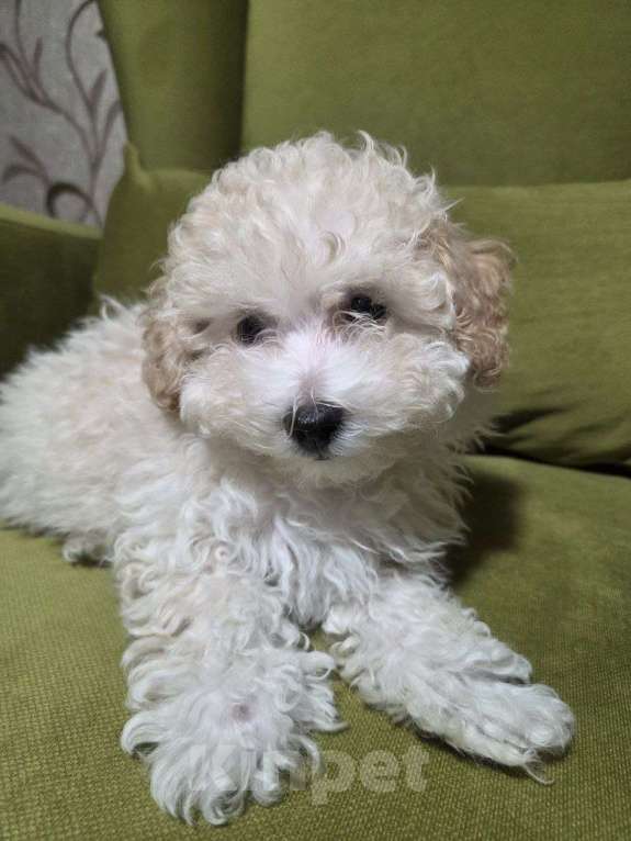 Собаки в Москве: Малыш Мальтипу Мальчик, Бесплатно - фото 1