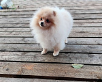 Собаки в Перми: Померанский шпиц Девочка, 35 000 руб. - фото 3