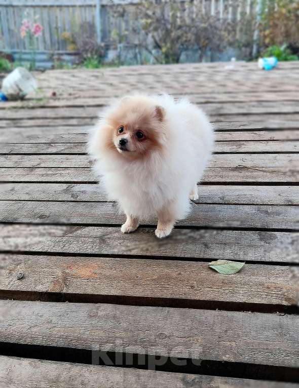 Собаки в Перми: Померанский шпиц Девочка, 35 000 руб. - фото 3