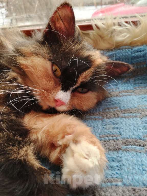 Кошки в других городах Смоленской области: Клёпа ищет себе компаньонов Девочка, 1 000 руб. - фото 3