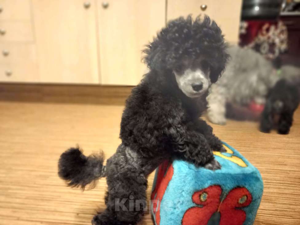 Собаки в Екатеринбурге: Щенки миниатюрного пуделя, серебристого окраса. Девочка, Бесплатно - фото 1