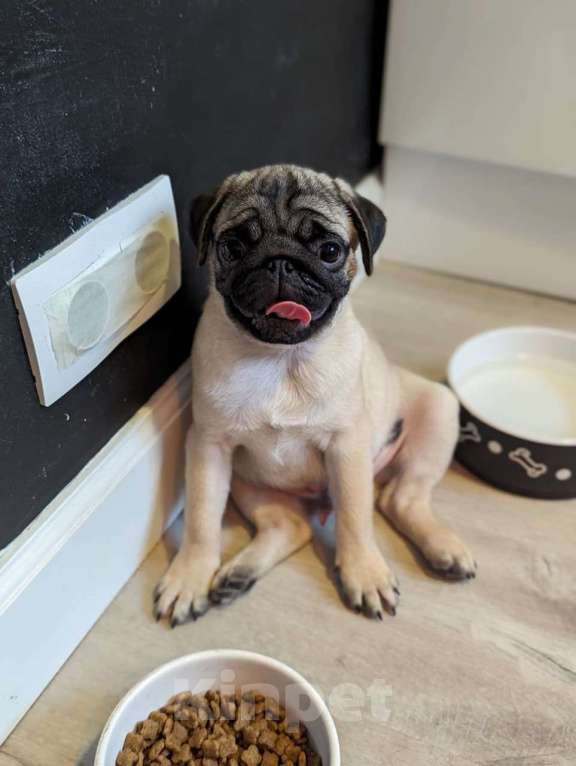 Собаки в Москве: Щенок мопса - мальчик Мальчик, Бесплатно - фото 1