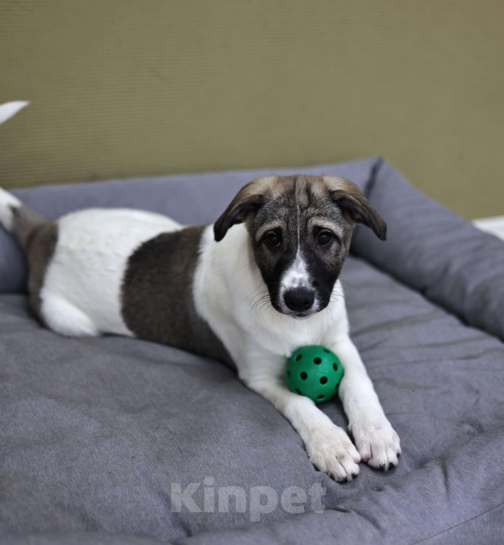 Собаки в Москве: Щенок бесплатно Москва Девочка, Бесплатно - фото 6