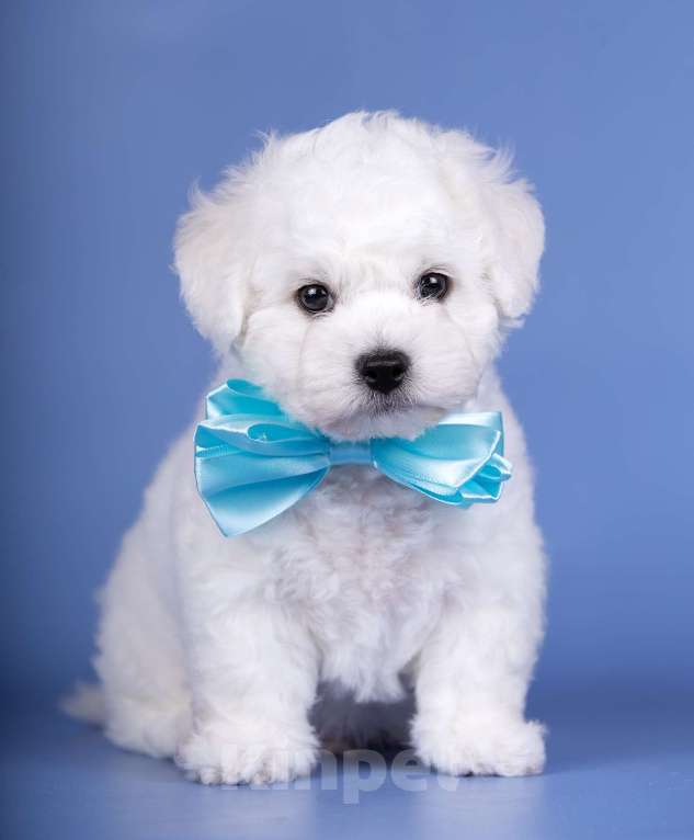 Собаки в Москве: Шикарный щенок Бишон Фризе  питомник SNОW WНIТЕ LАМВ Мальчик, Бесплатно - фото 3