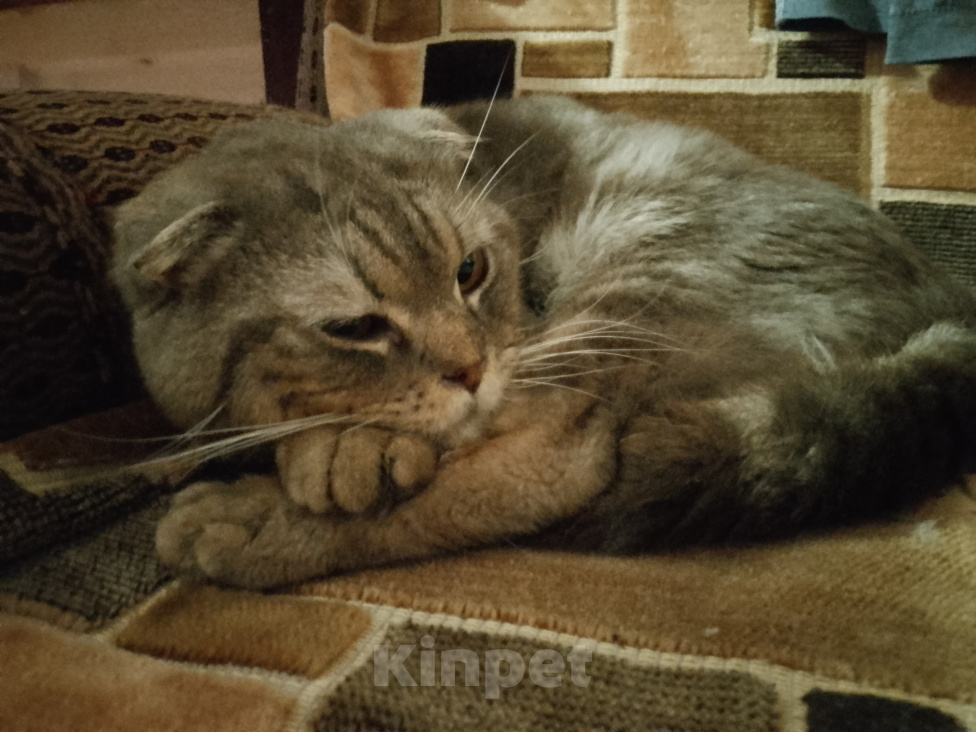 Кошки в Уфе: Найден котик, ищем ему хозяина Мальчик, Бесплатно - фото 2