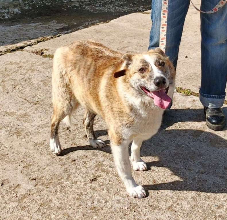 Собаки в Москве: Мега ласковая собака Тигруша в поисках своей семьи Девочка, Бесплатно - фото 2