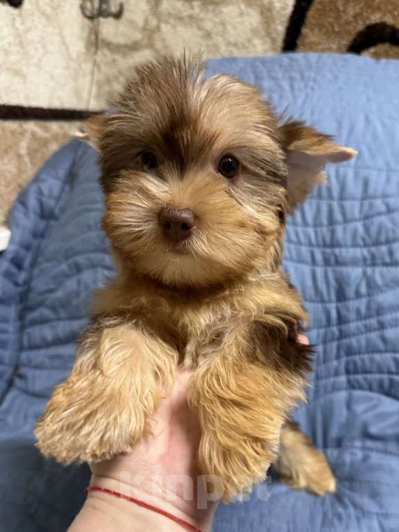 Собаки в Жуковском: Очаровательные щенки цветного йорка Мальчик, 25 000 руб. - фото 3
