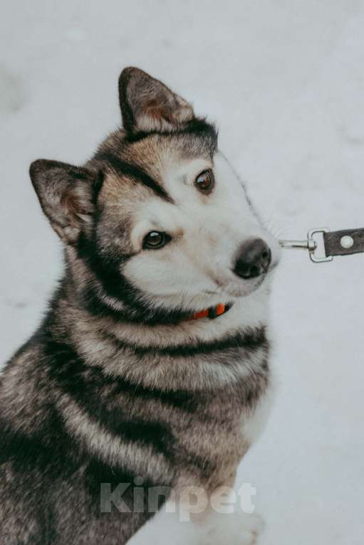 Собаки в Москве: Метис аляскинского кли-кая Ася в добрые руки Девочка, Бесплатно - фото 2