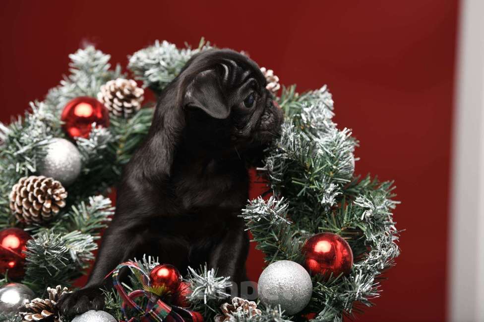 Собаки в Брянске: Питомник Академи оф Лайф предлагает чудесных щенков мопса от титулованной родительской пары Девочка, 65 000 руб. - фото 1