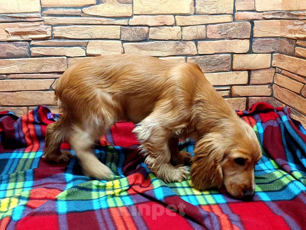 Собаки в Белогорске: Мальчик  Мальчик, 20 000 руб. - фото 1