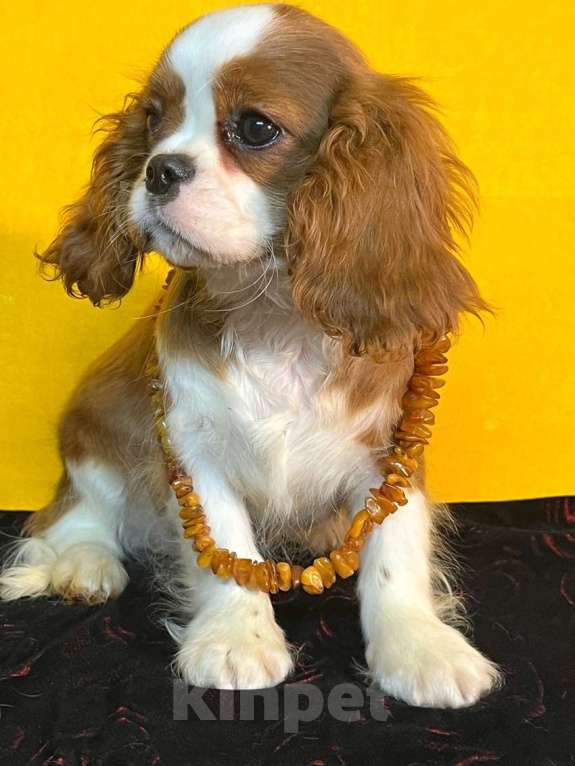 Собаки в Санкт-Петербурге: БЕСТ ИЛРЕАН ИЛЬСУРА Девочка, 230 000 руб. - фото 3