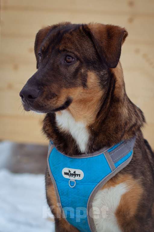 Собаки в Москве: щенок Боб в добрые руки Мальчик, Бесплатно - фото 6