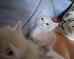 Кошки в Каспийске: Котята в добрые руки Девочка, Бесплатно - фото 4