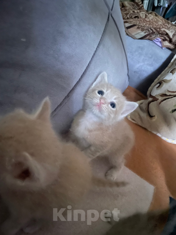 Кошки в Каспийске: Котята в добрые руки Девочка, Бесплатно - фото 4