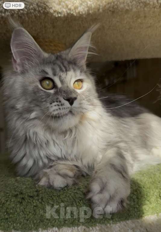 Кошки в Санкт-Петербурге: КЕОНА  Девочка, 50 000 руб. - фото 3