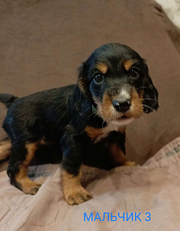 Русский охотничий спаниель мальчик